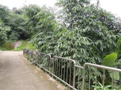 照片三