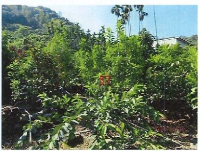 照片一