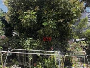 照片二